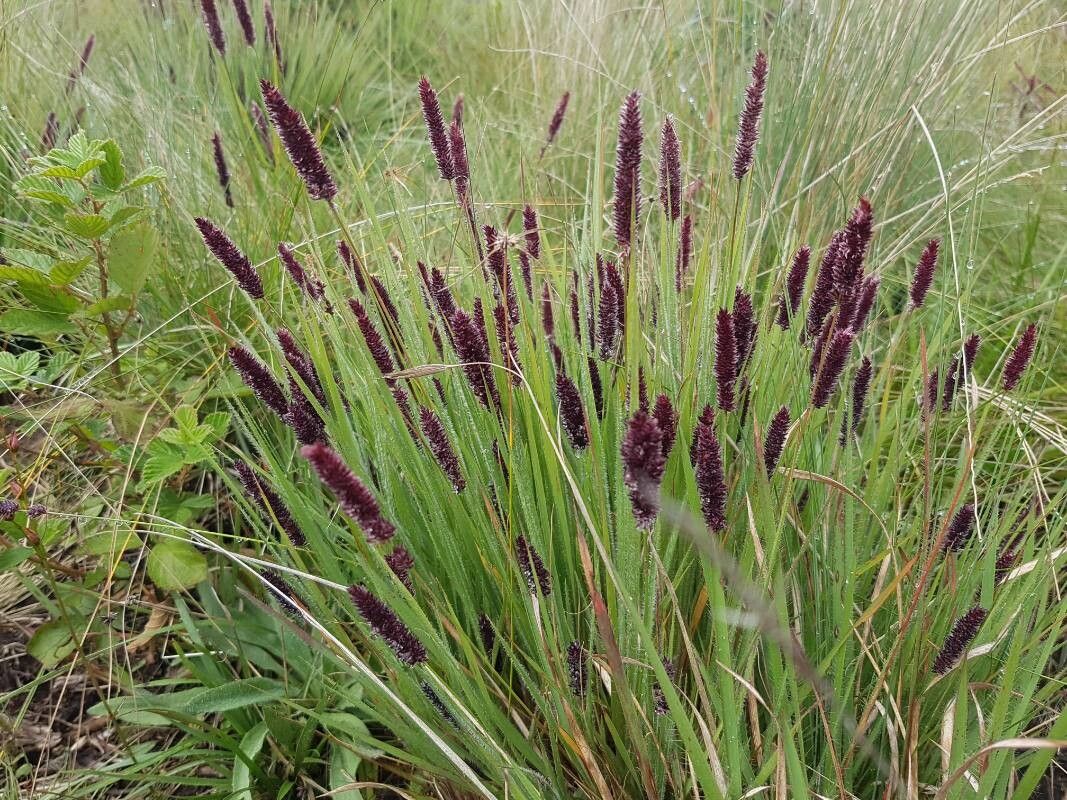 Stiburus alopecuroides habit