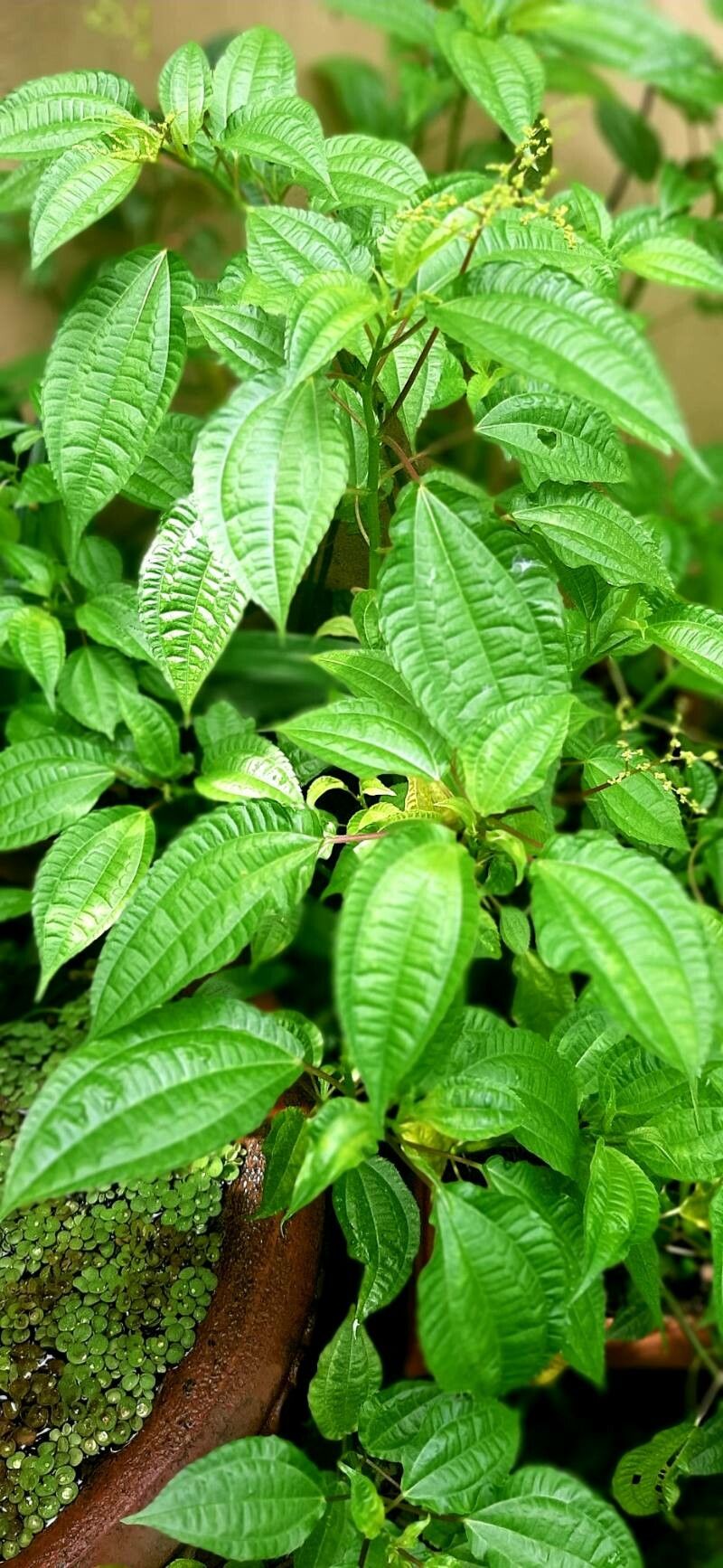 Pilea melastomoides leaf