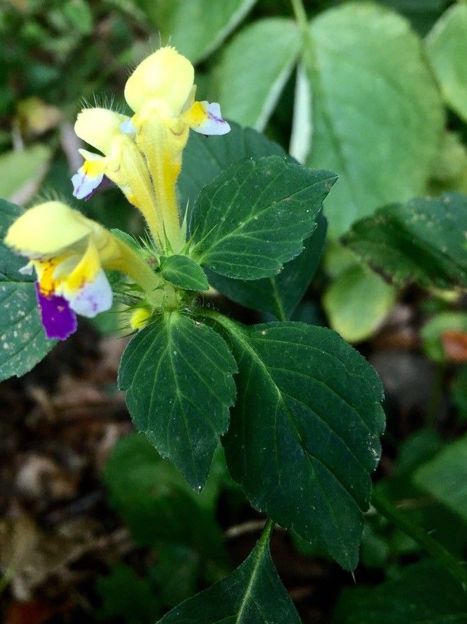 Galeopsis speciosa leaf