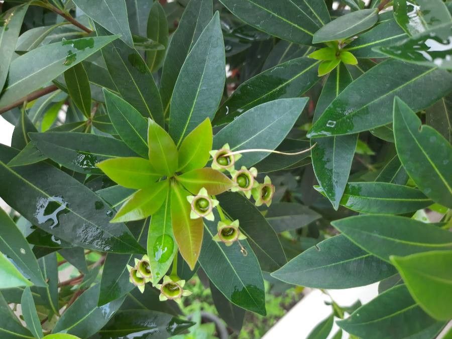 Xanthostemon chrysanthus fruit