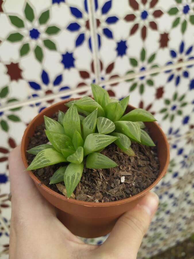 Haworthia retusa leaf