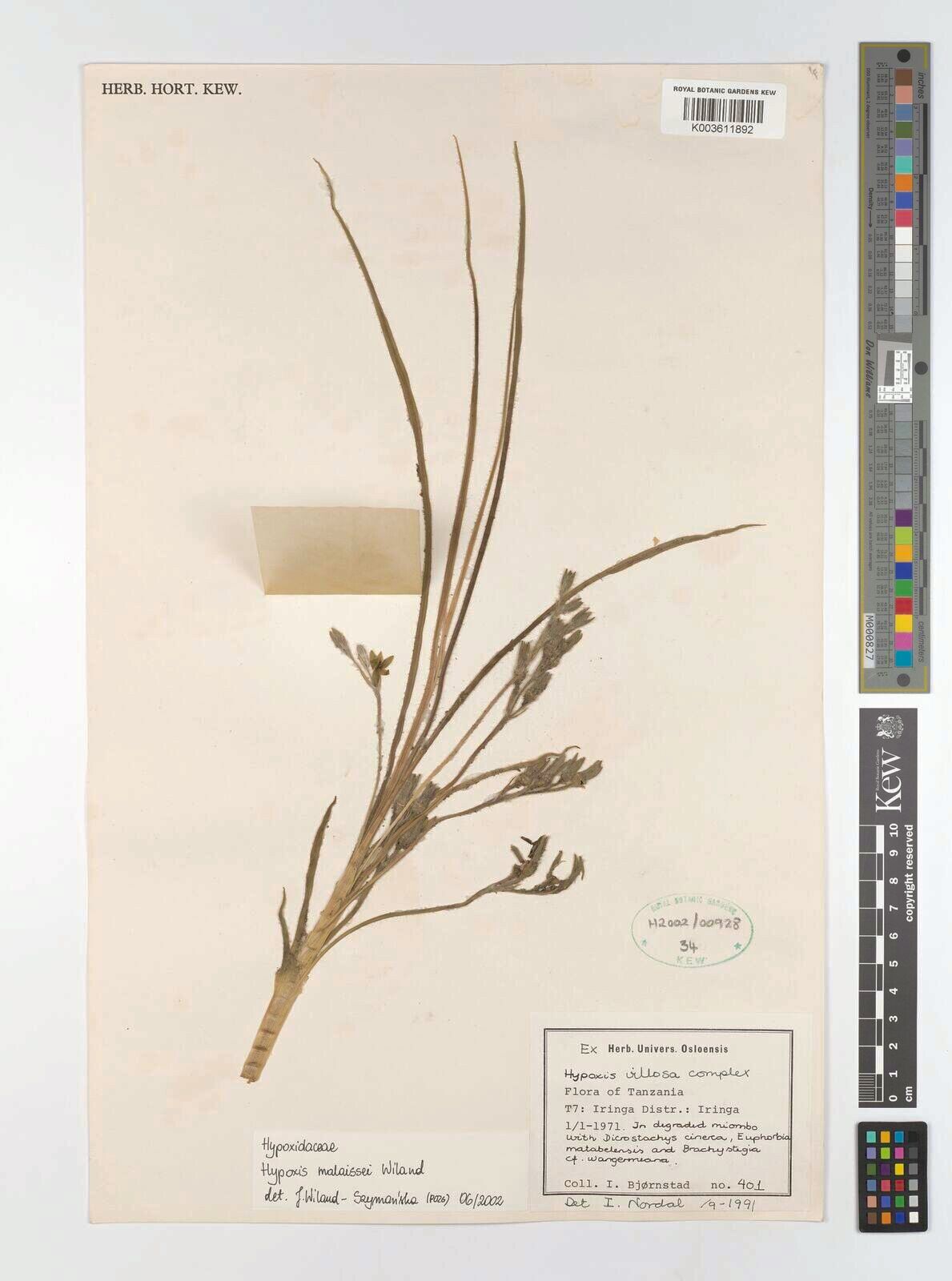 Hypoxis malaissei — search result for 'Hypoxis'