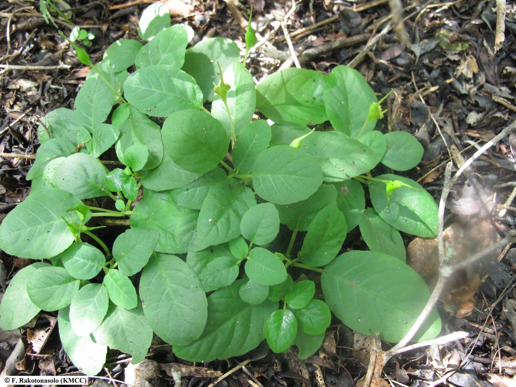 Dorstenia cuspidata — search result for 'Dorstenia'