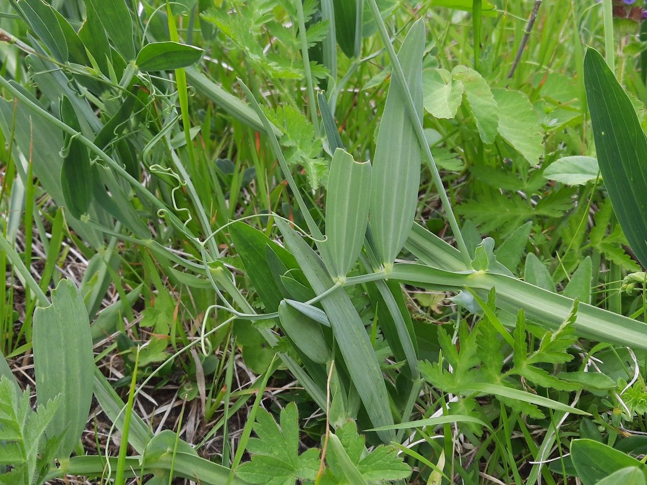 Lathyrus sylvestris leaf