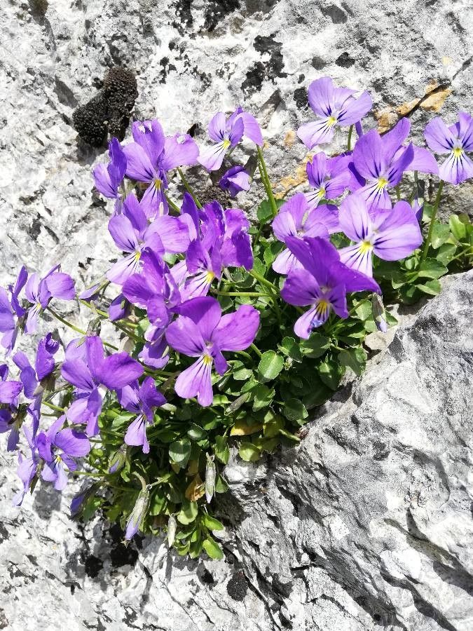 Viola tineorum — houseplant care guide