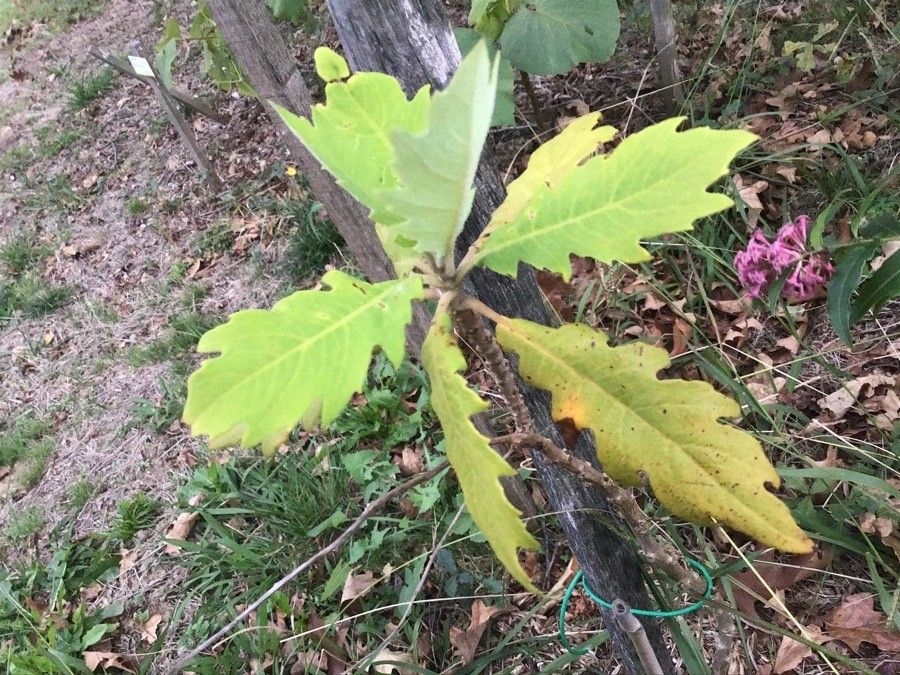 Bocconia frutescens — search result for 'Guatemala'