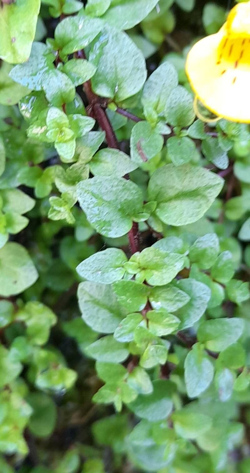 Calceolaria tenella — houseplant care guide
