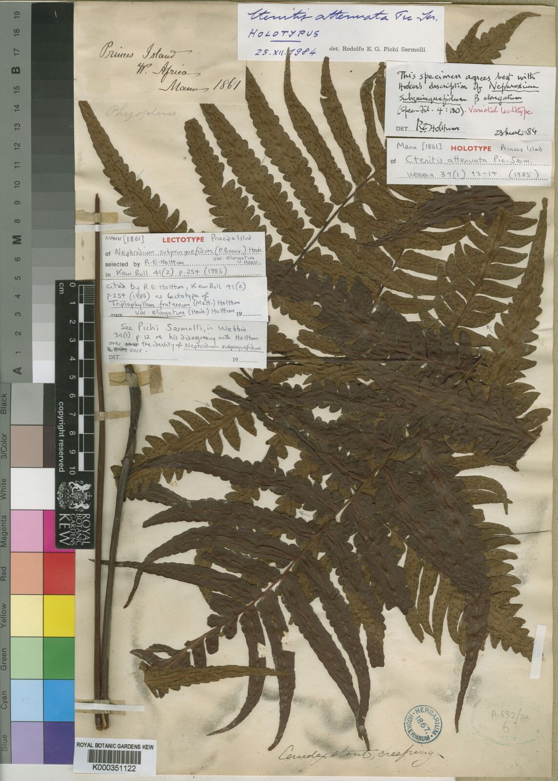 Triplophyllum attenuatum — related species from the same genus