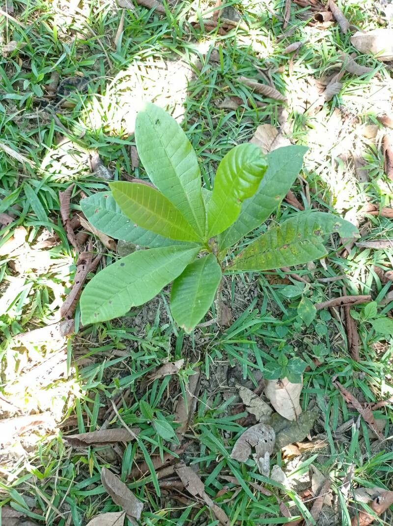 Anacardium excelsum leaf