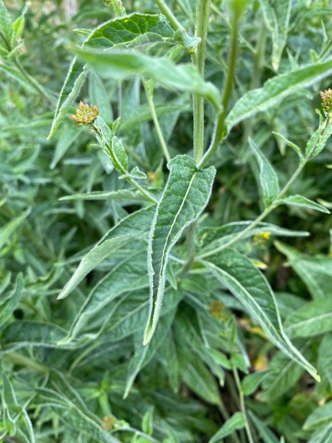 Sisymbrium strictissimum leaf