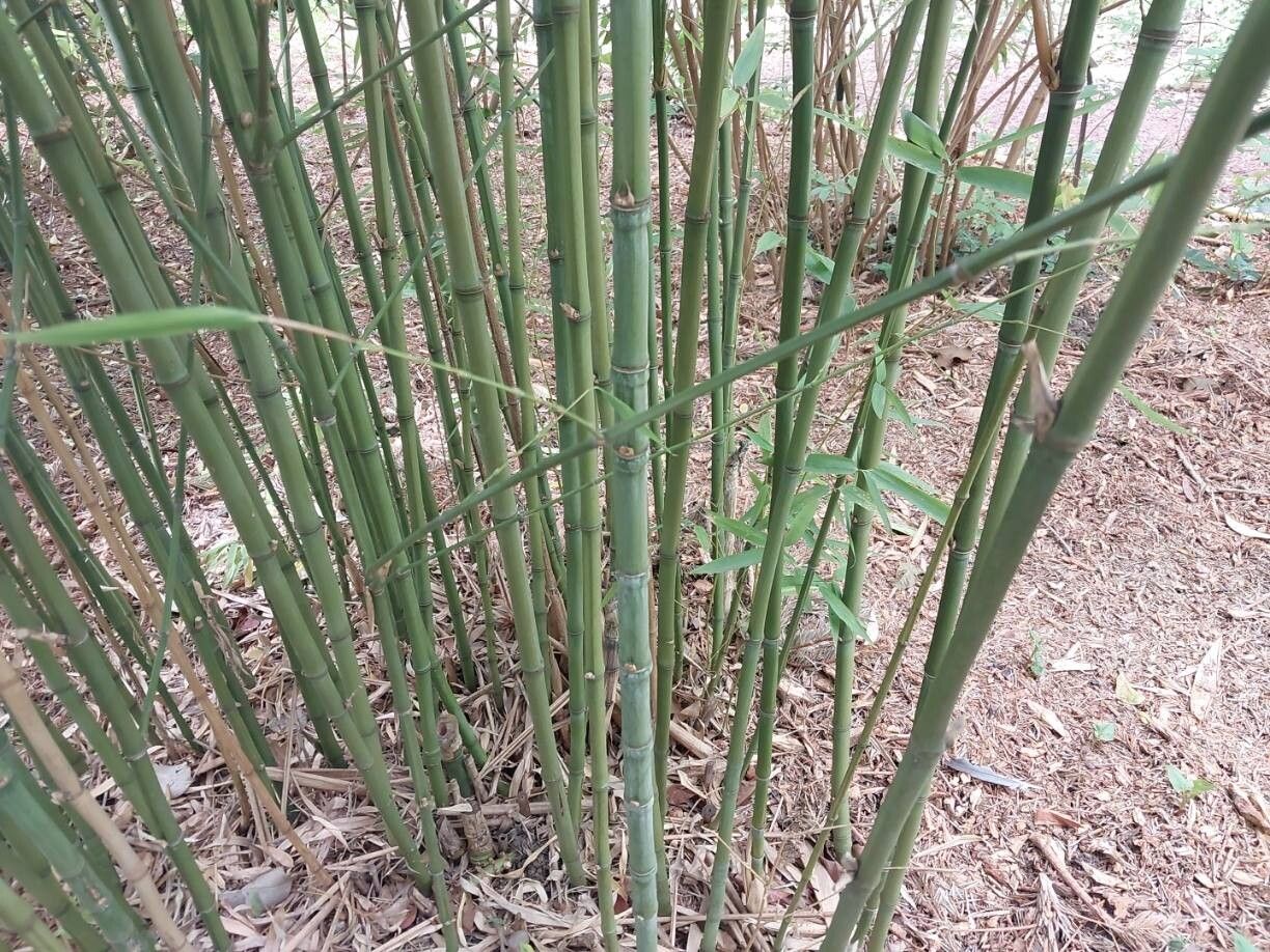 Phyllostachys angusta bark