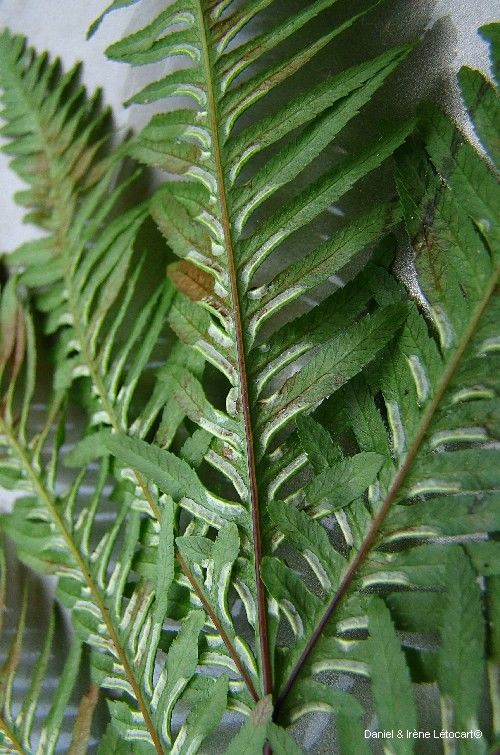 Pteris novae-caledoniae bark