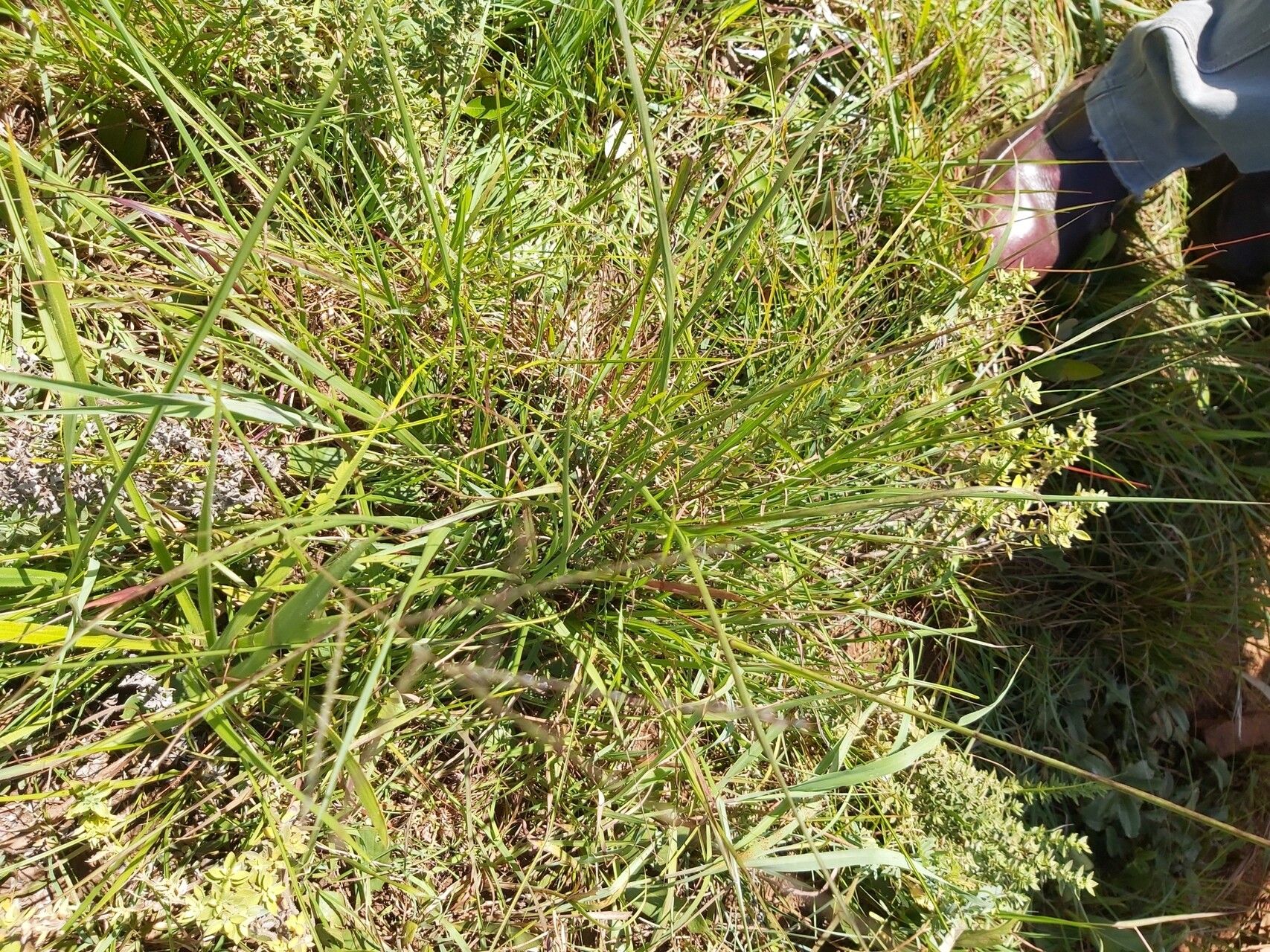 Digitaria diagonalis habit