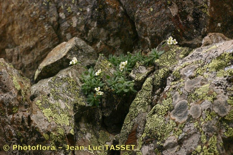 Draba subnivalis habit