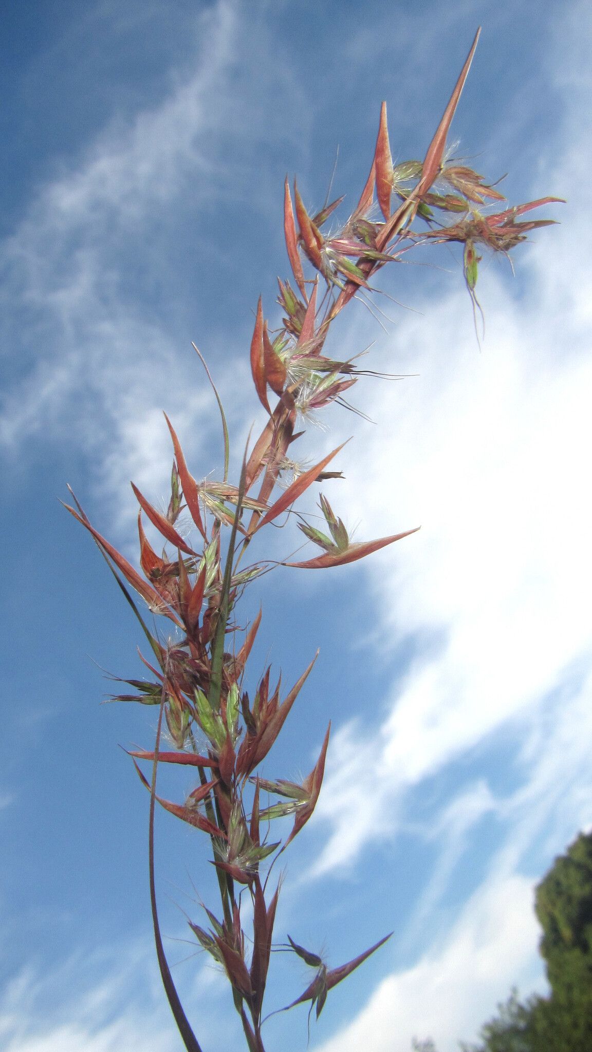 Hyparrhenia cymbaria flower
