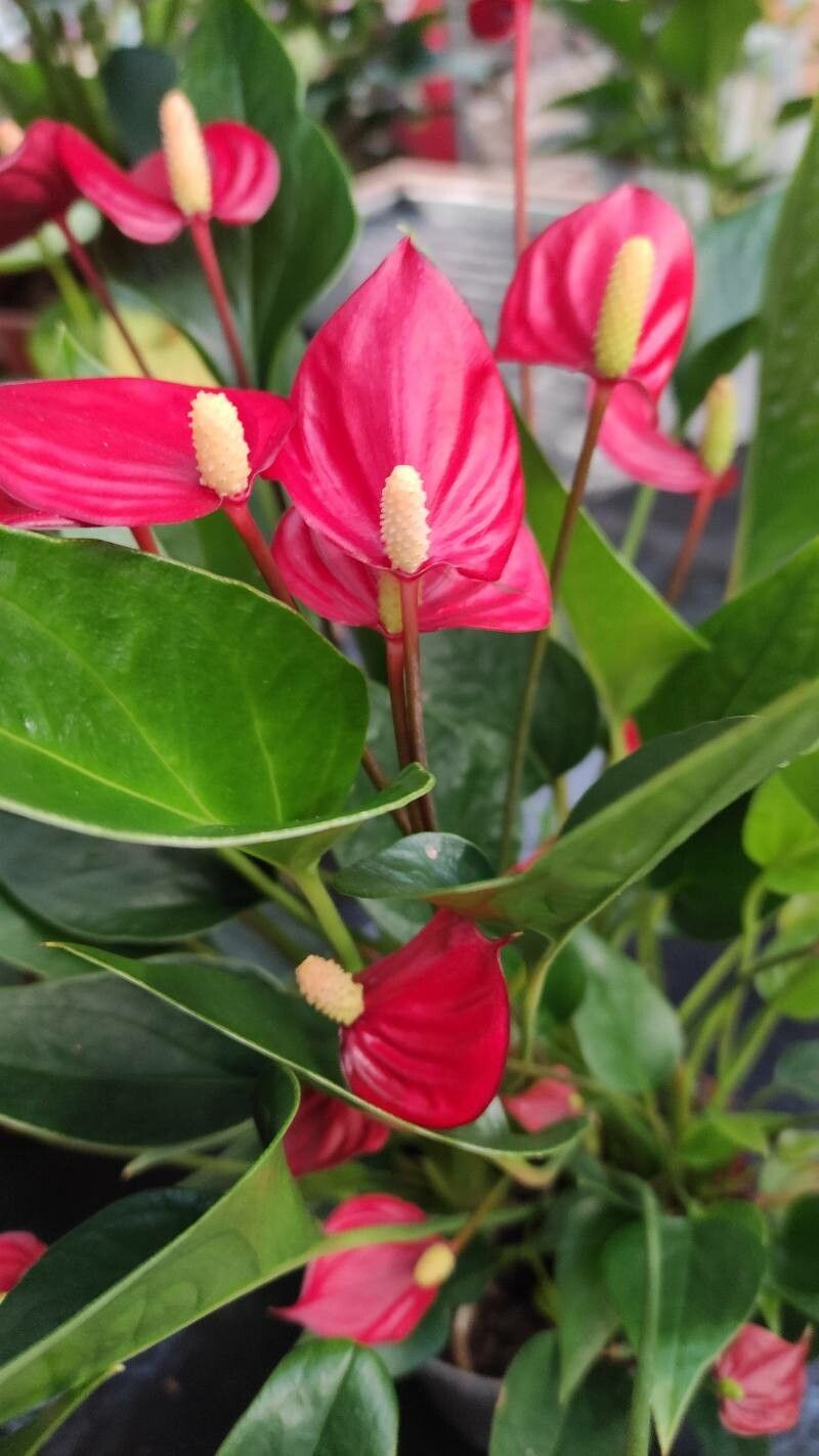Anthurium spp. habit