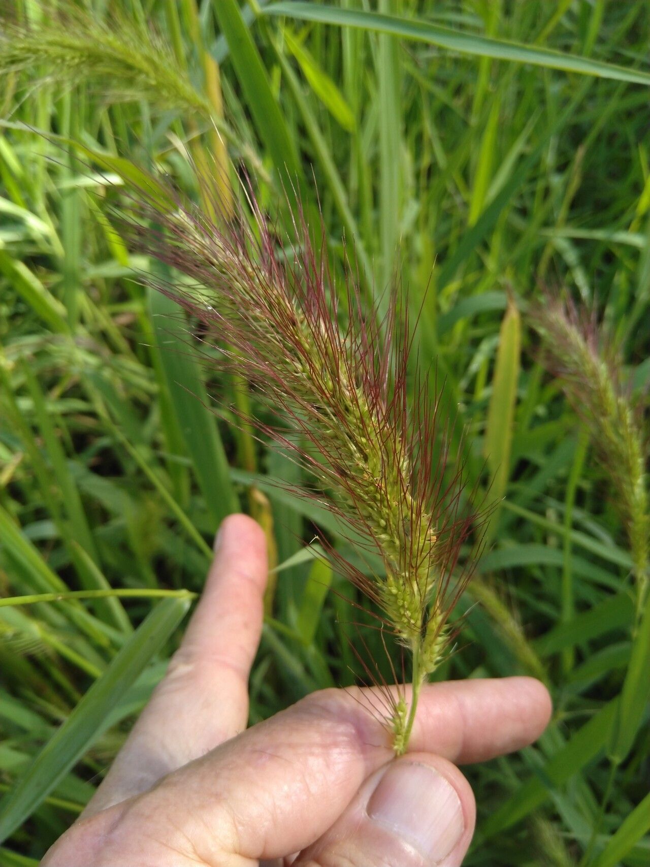 Echinochloa telmatophila flower
