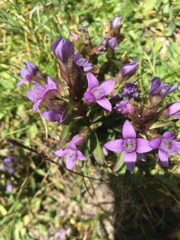 Gentianella campestris flower