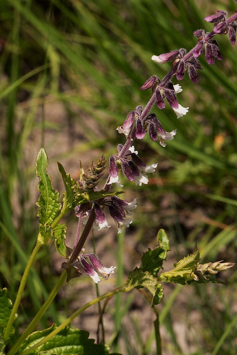 Orthosiphon schimperi — houseplant care guide