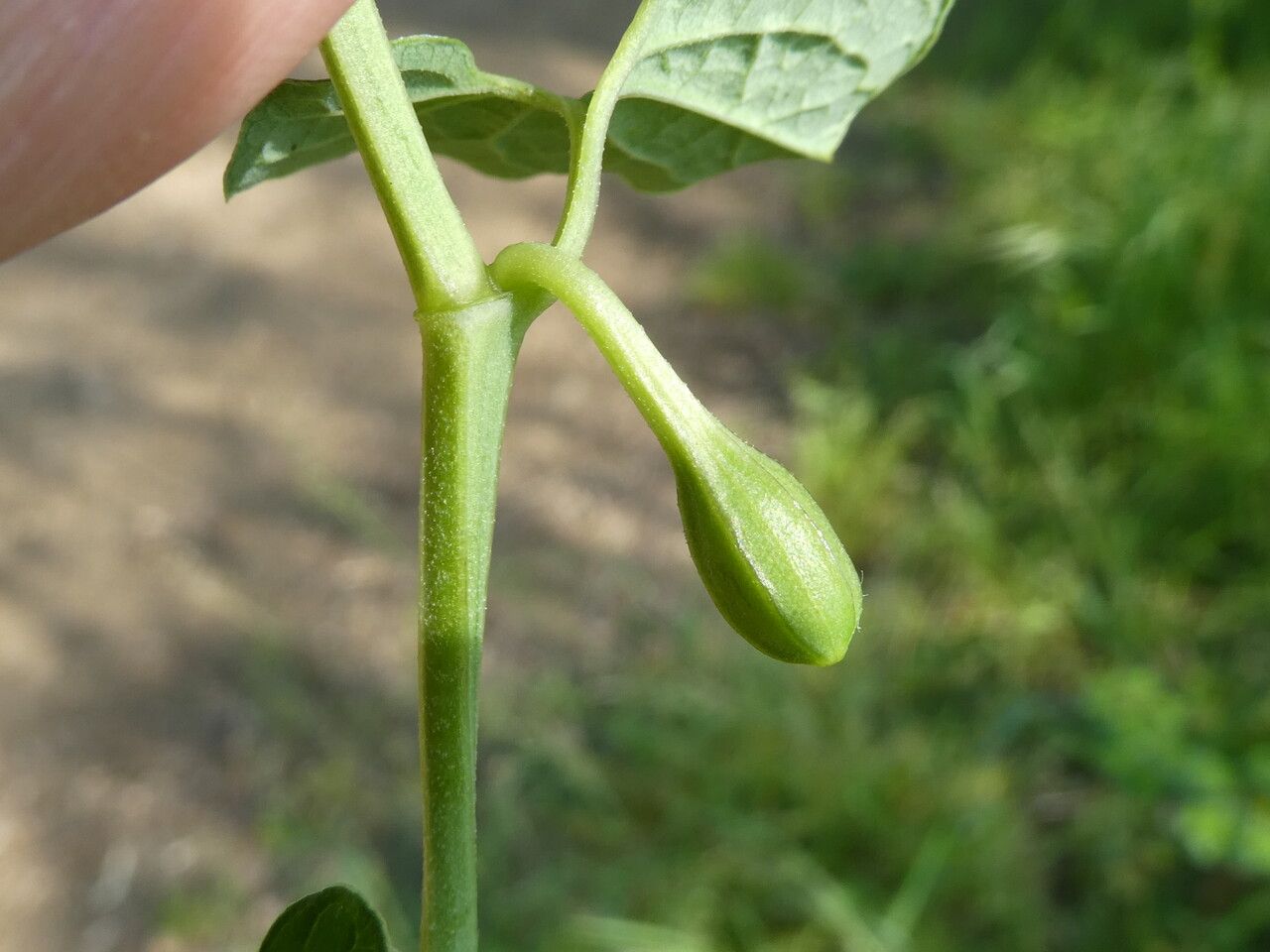 Aristolochia paucinervis fruit