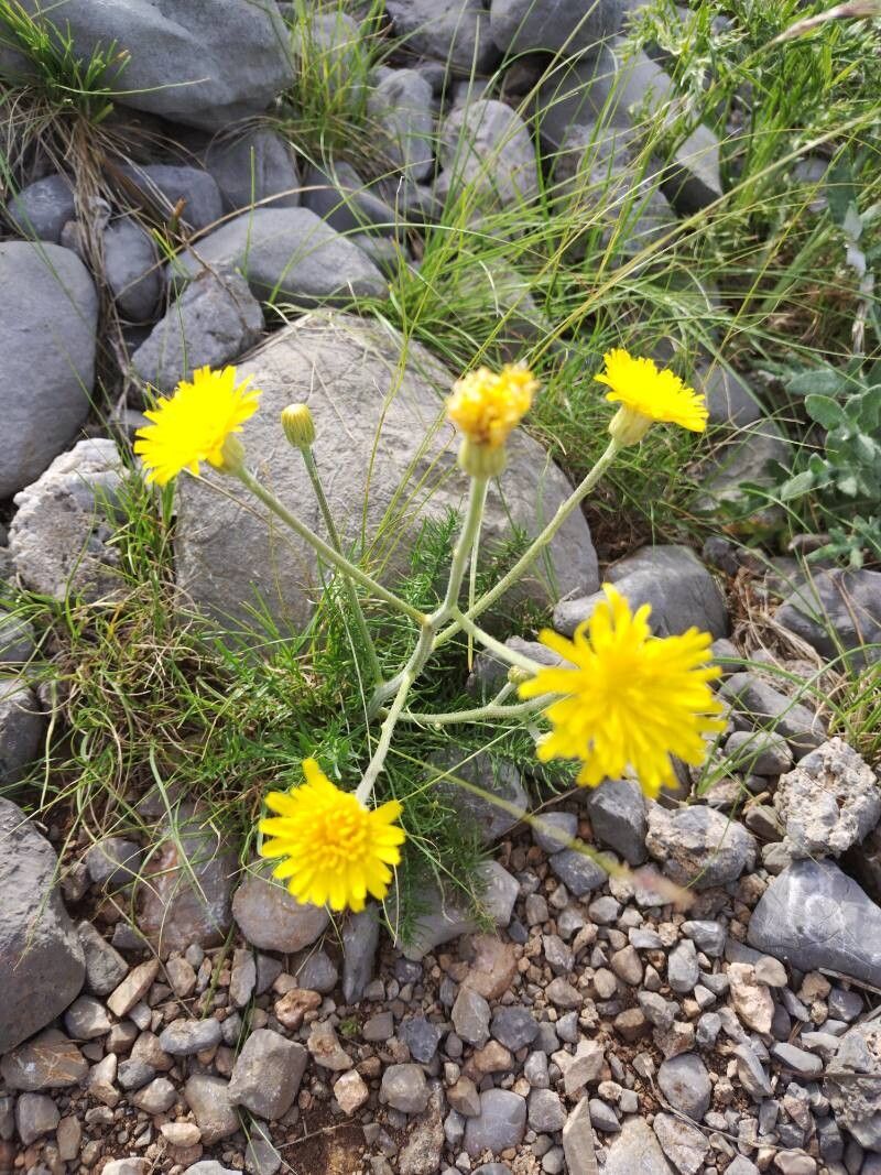 Crepis chondrilloides flower