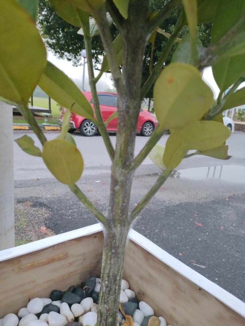 Garcinia subelliptica bark