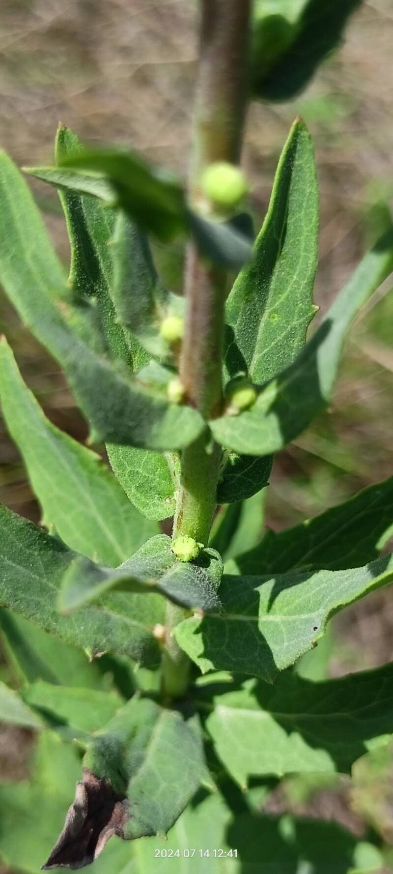 Hieracium virosum — houseplant care guide