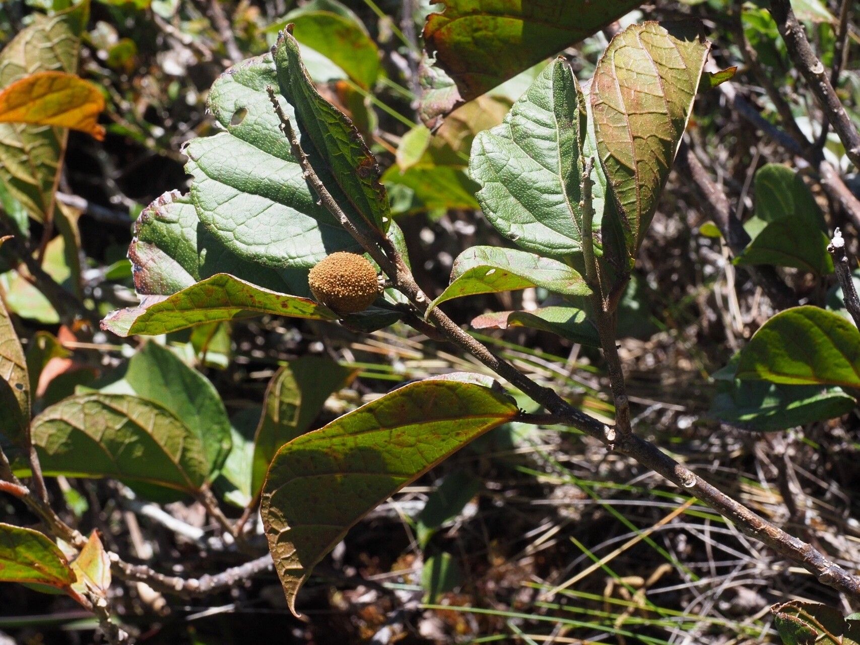 Croton alchorneifolius — related species from the same genus