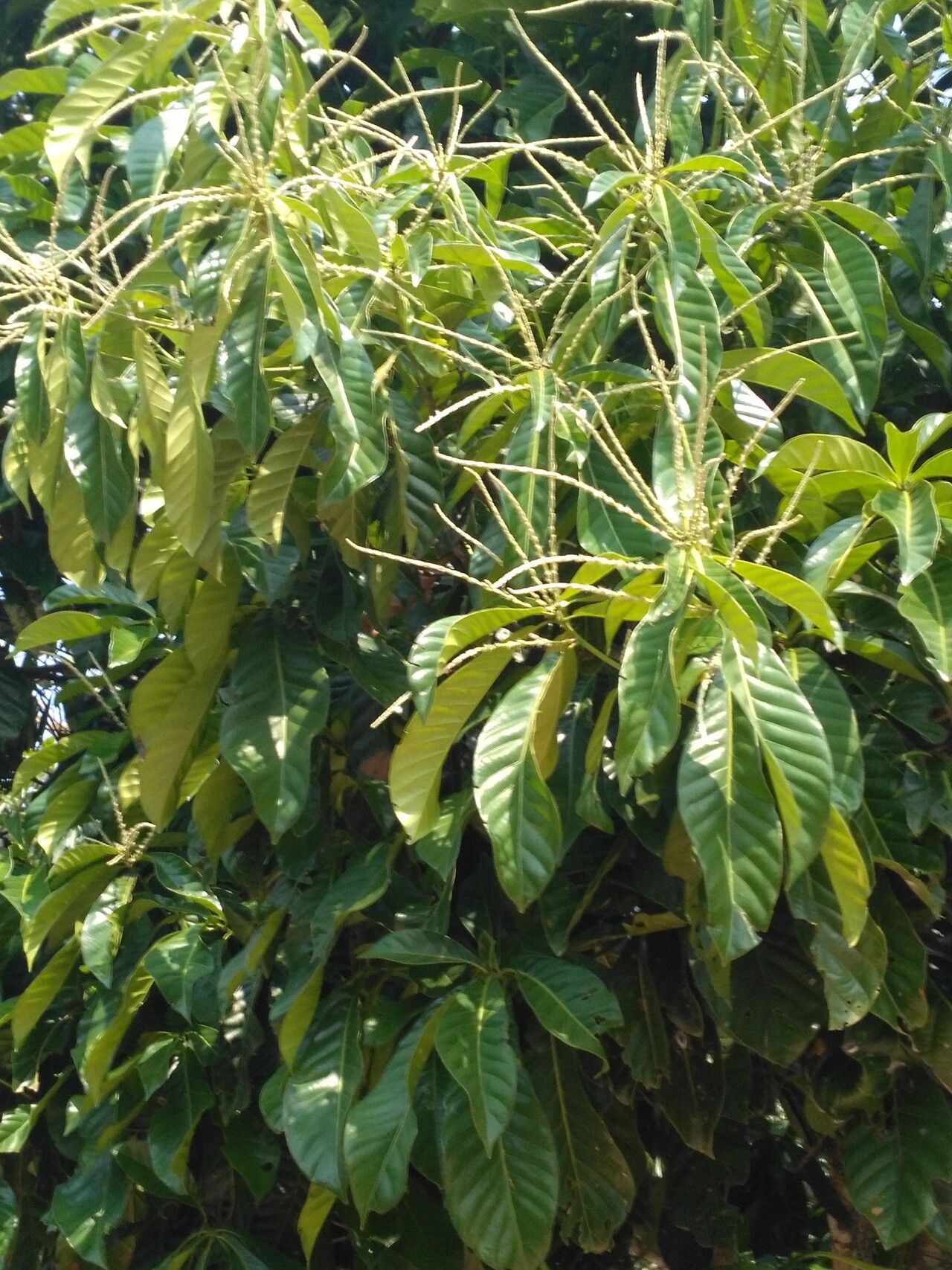 Castanea mollissima flower