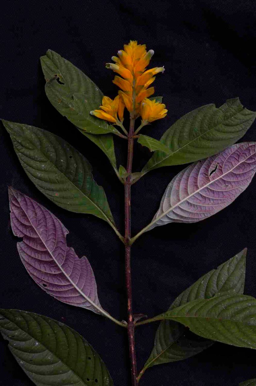 Staurogyne anigozanthus habit