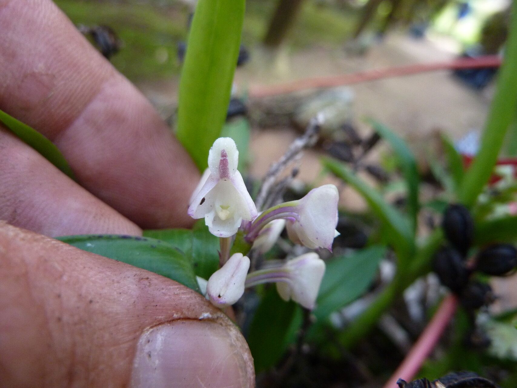 Polystachya subulata — houseplant care guide