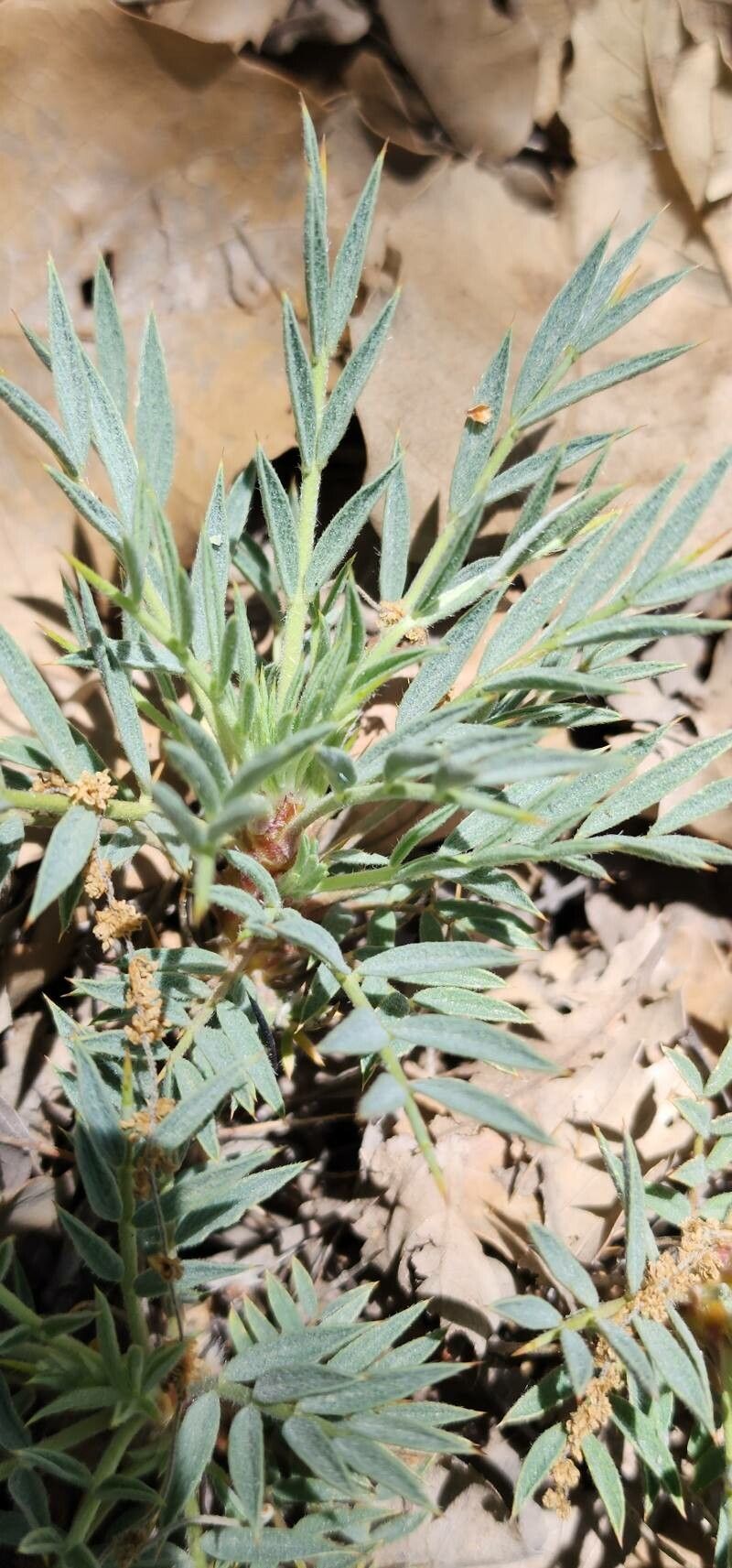 Astragalus tricholobus leaf