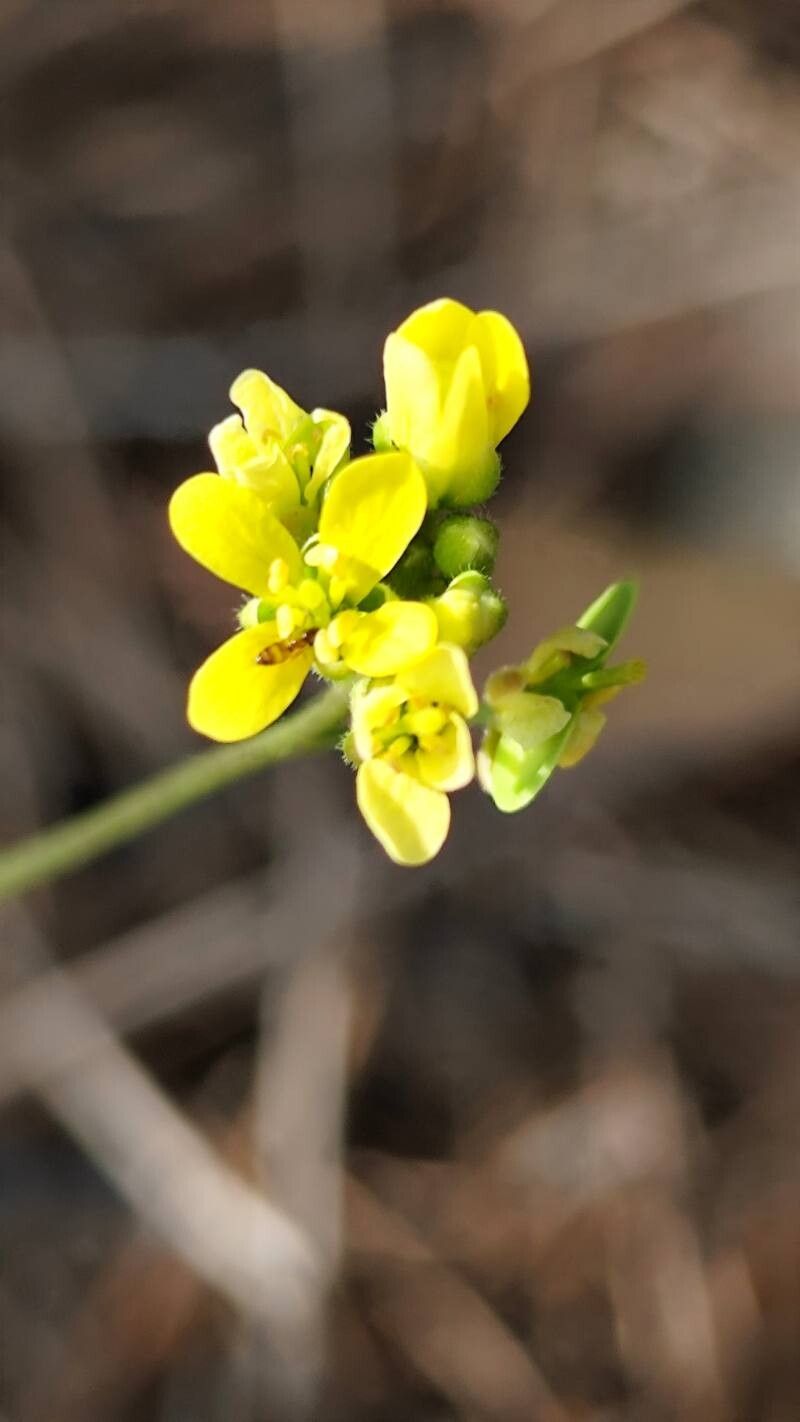 Biscutella caroli-pauana flower