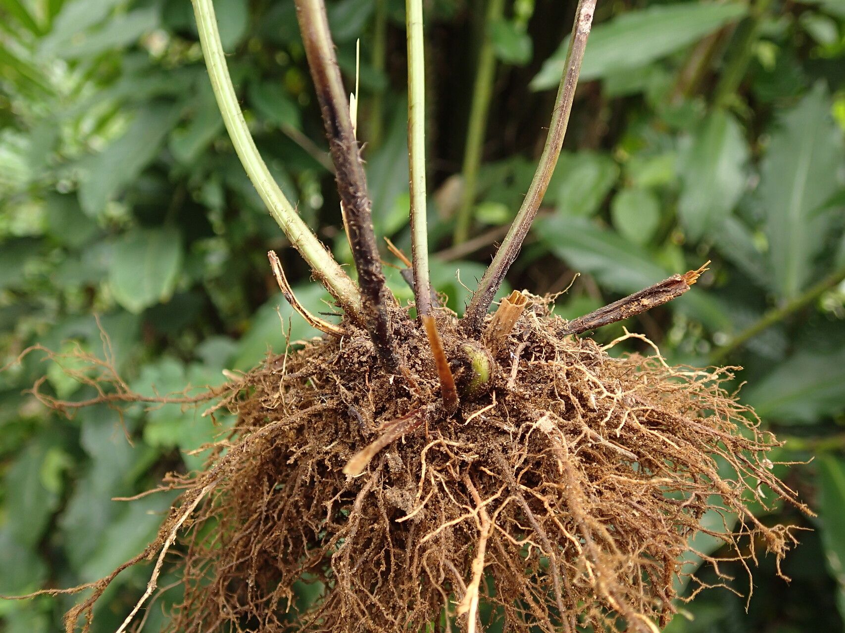 Pteris hamulosa other