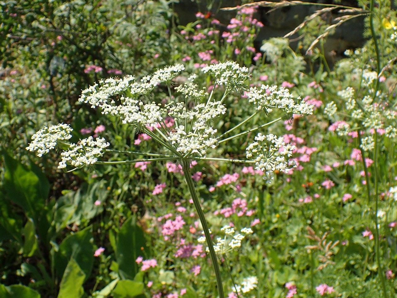 Peucedanum austriacum habit