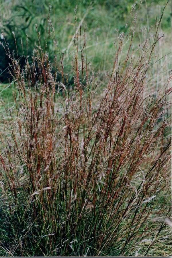 Schizachyrium scoparium habit