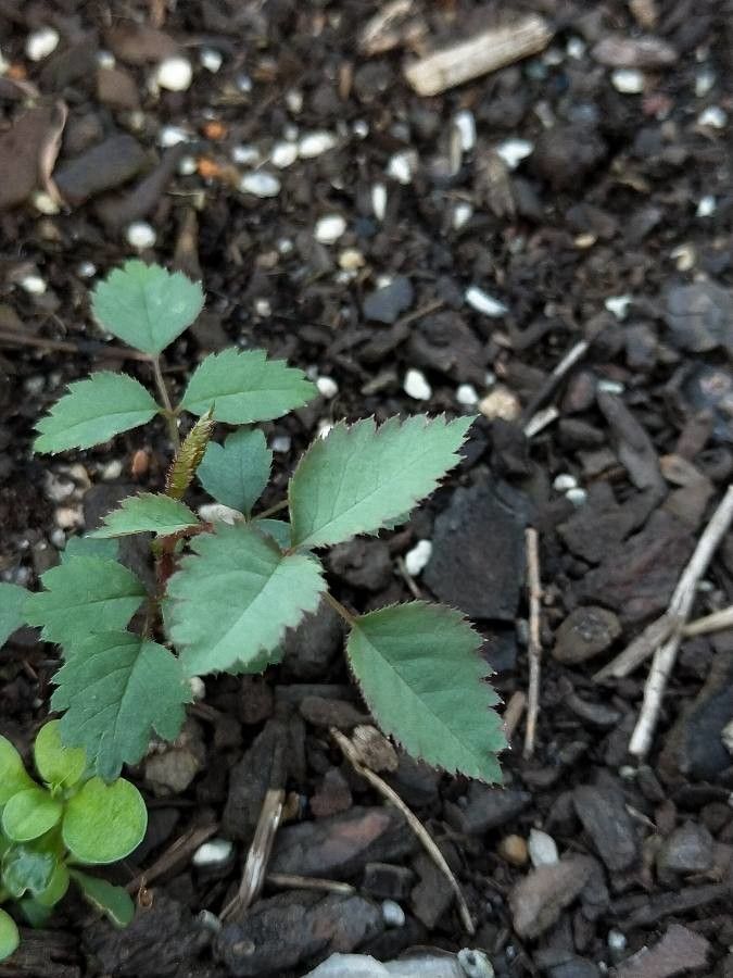 Rosa × nitidula leaf