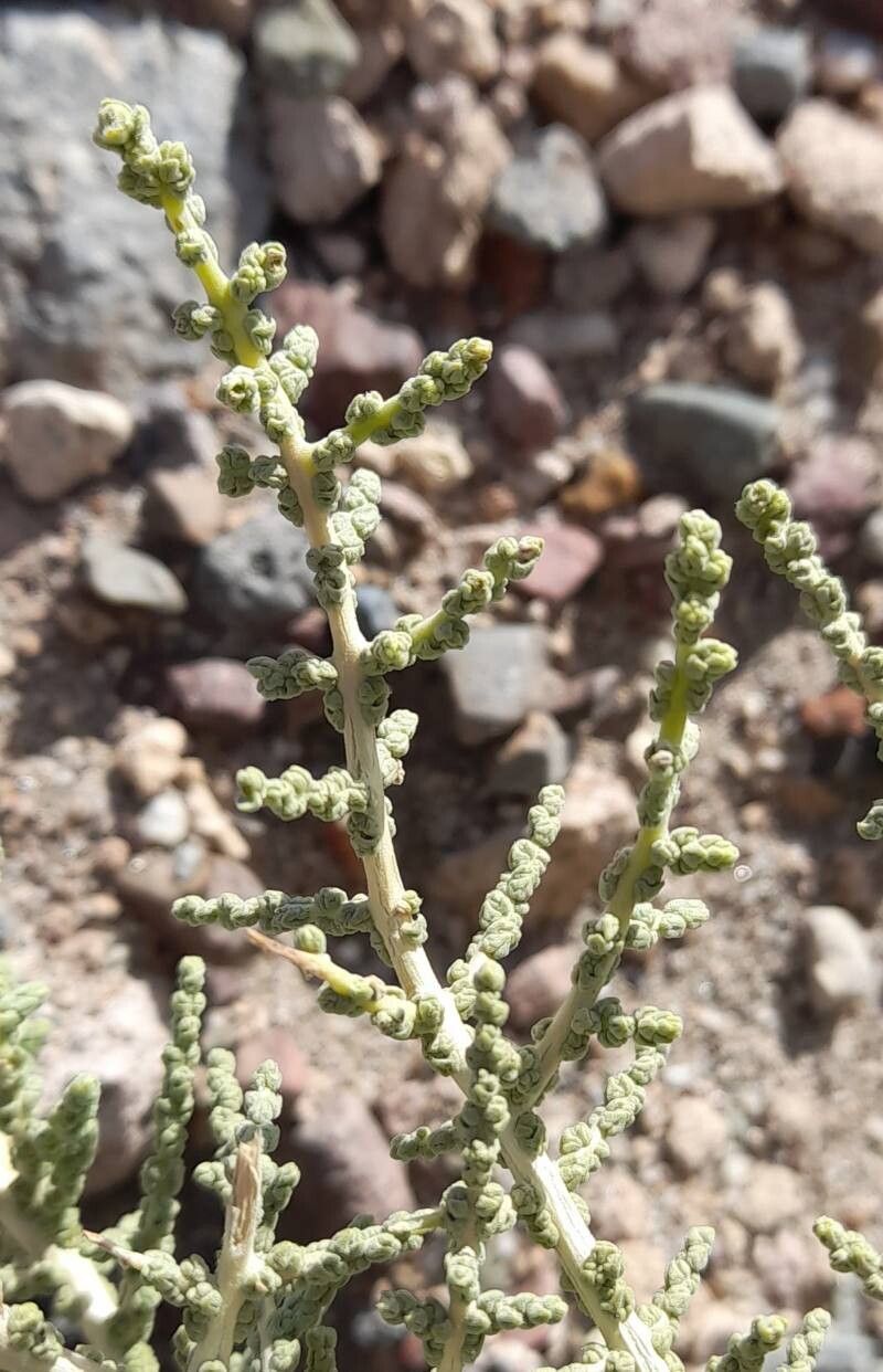Aloysia deserticola