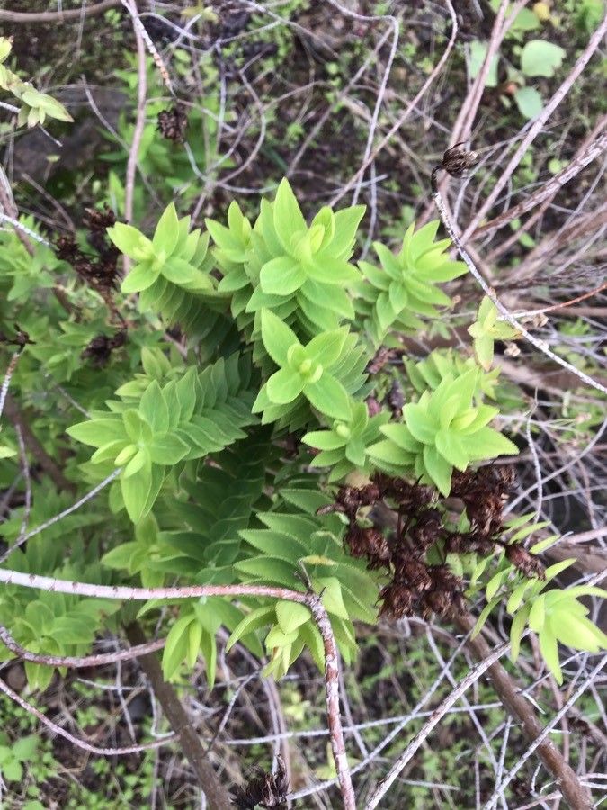 Hypericum reflexum — search result for 'Hypericaceae'
