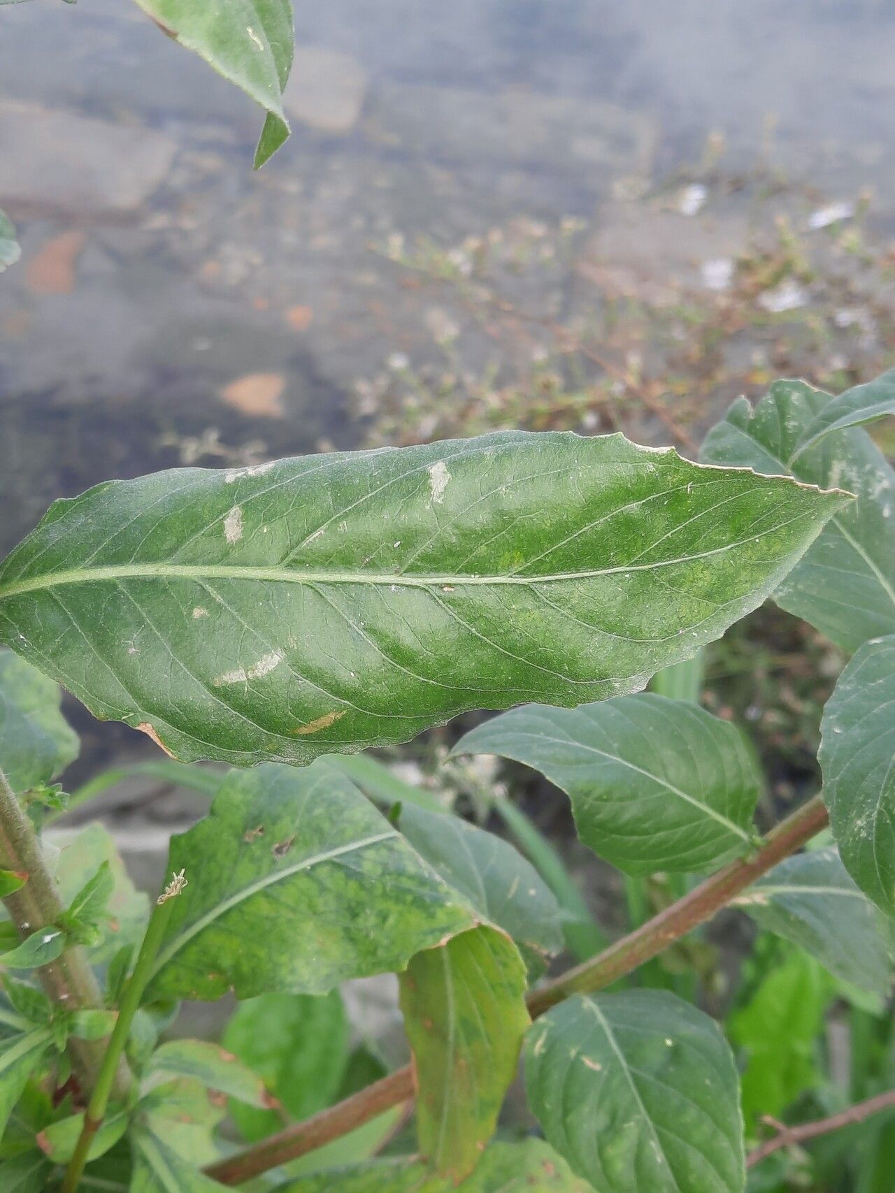 Oenothera pycnocarpa leaf