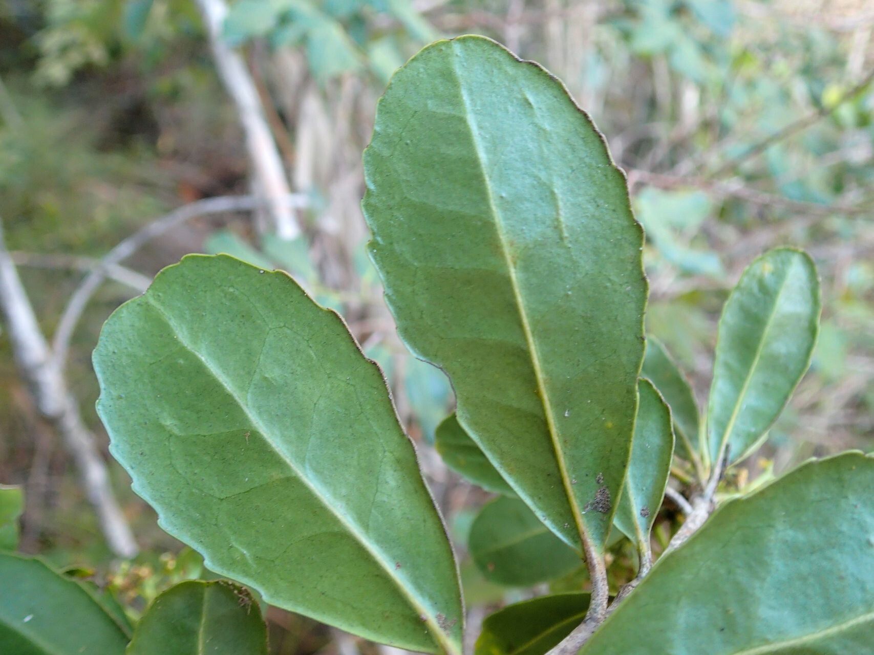 Elaeodendron cunninghamii — search result for 'Elaeodendron'