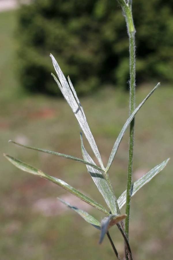 Ranunculus illyricus — search result for 'Hungary'