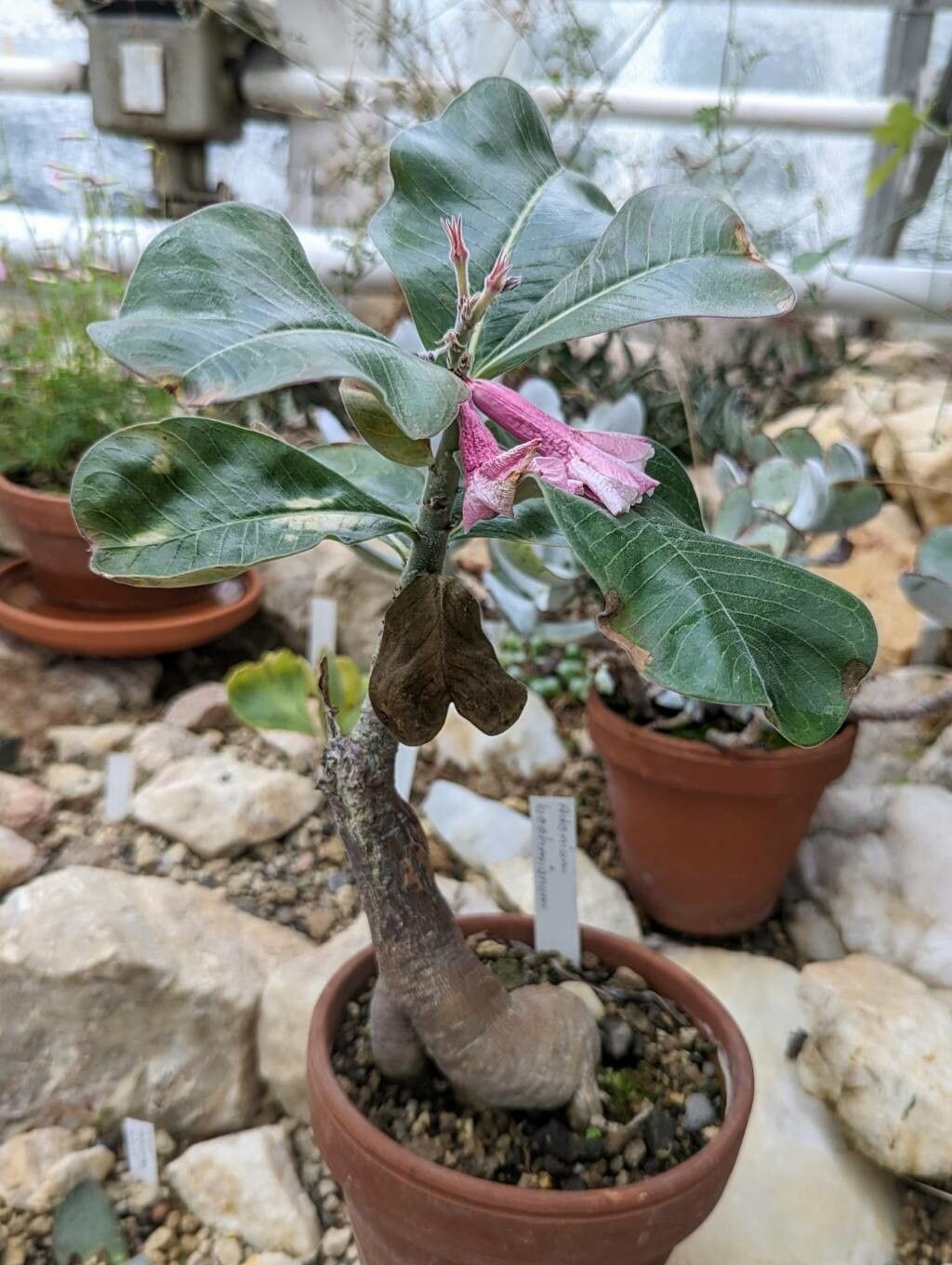 Adenium boehmianum habit