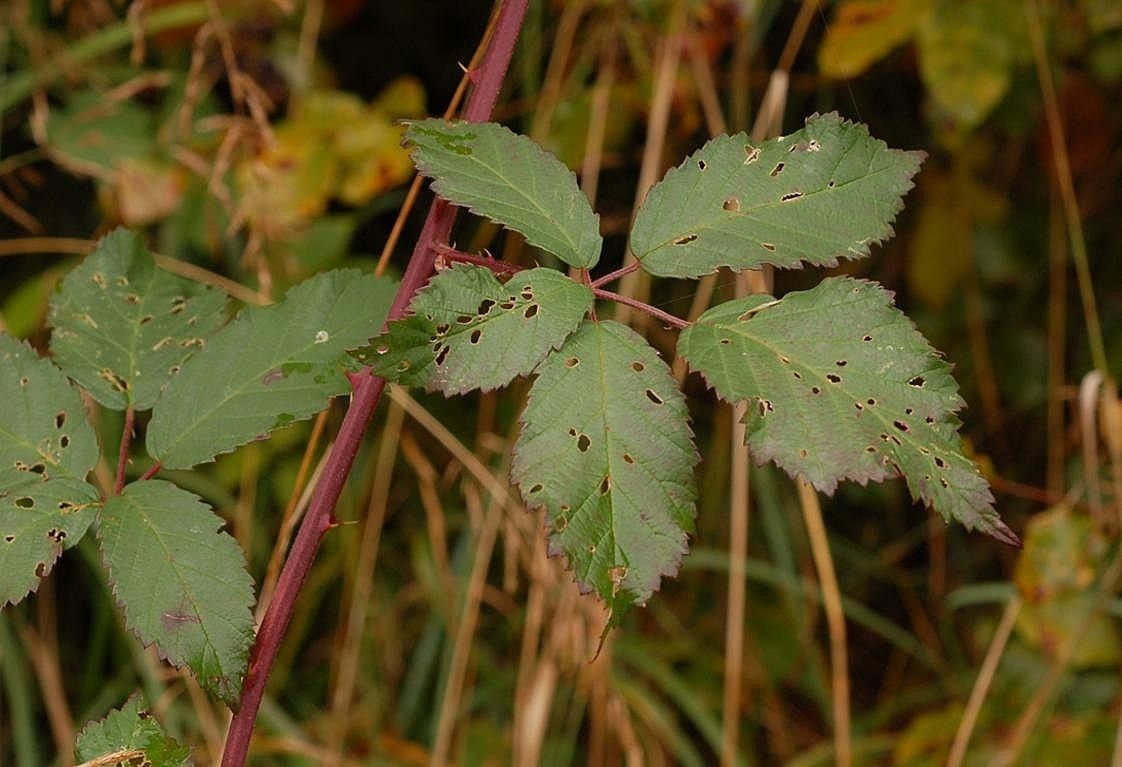 Rubus elatior other