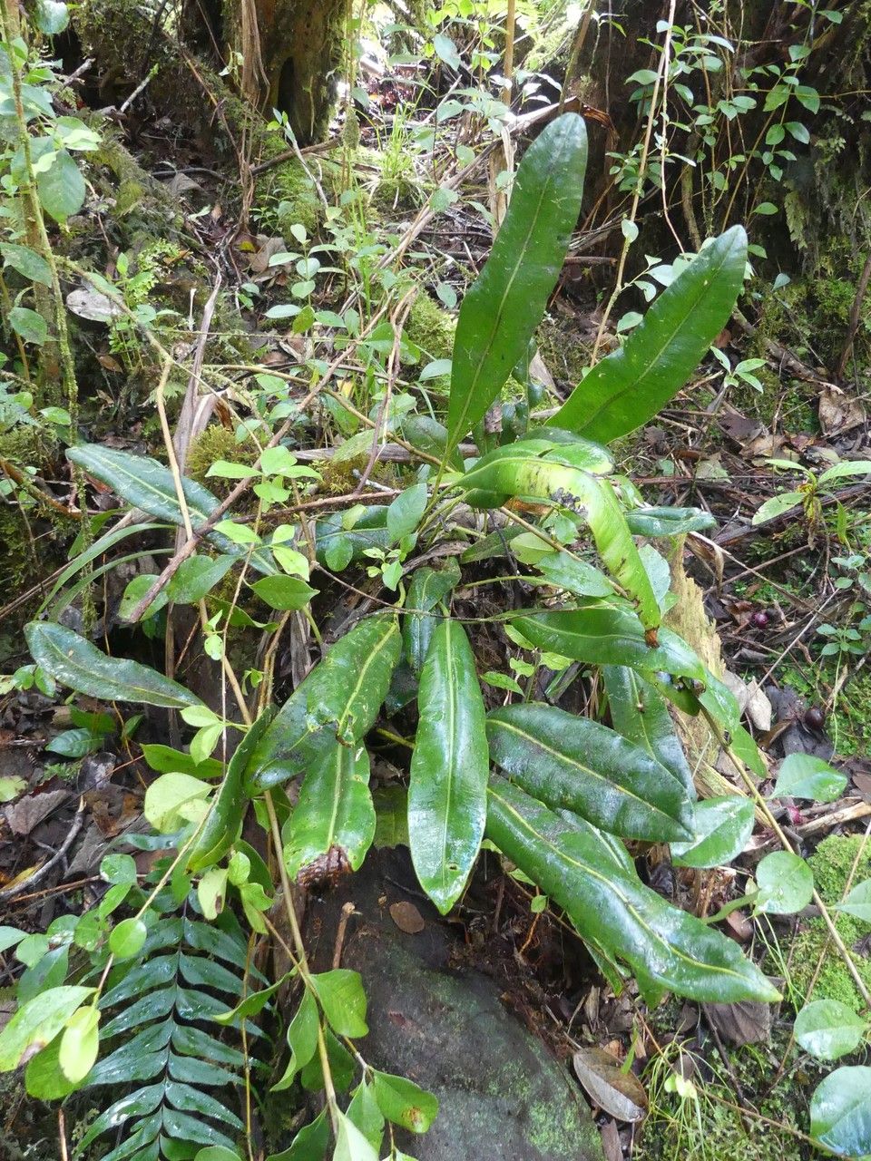 Elaphoglossum macropodium habit