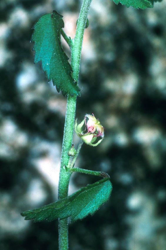Ayenia compacta bark