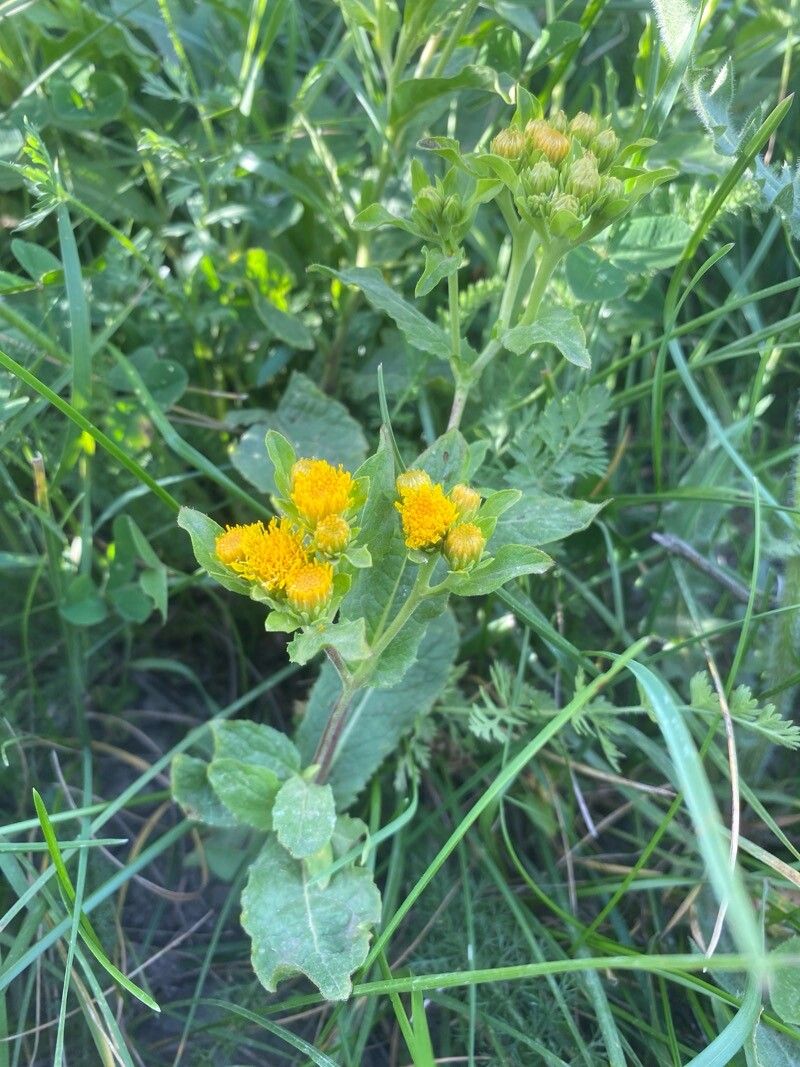 Pentanema bifrons habit