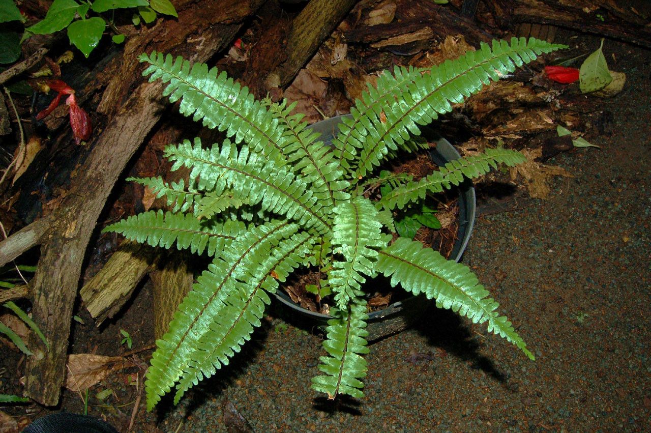 Asplenium pseudotenerum habit