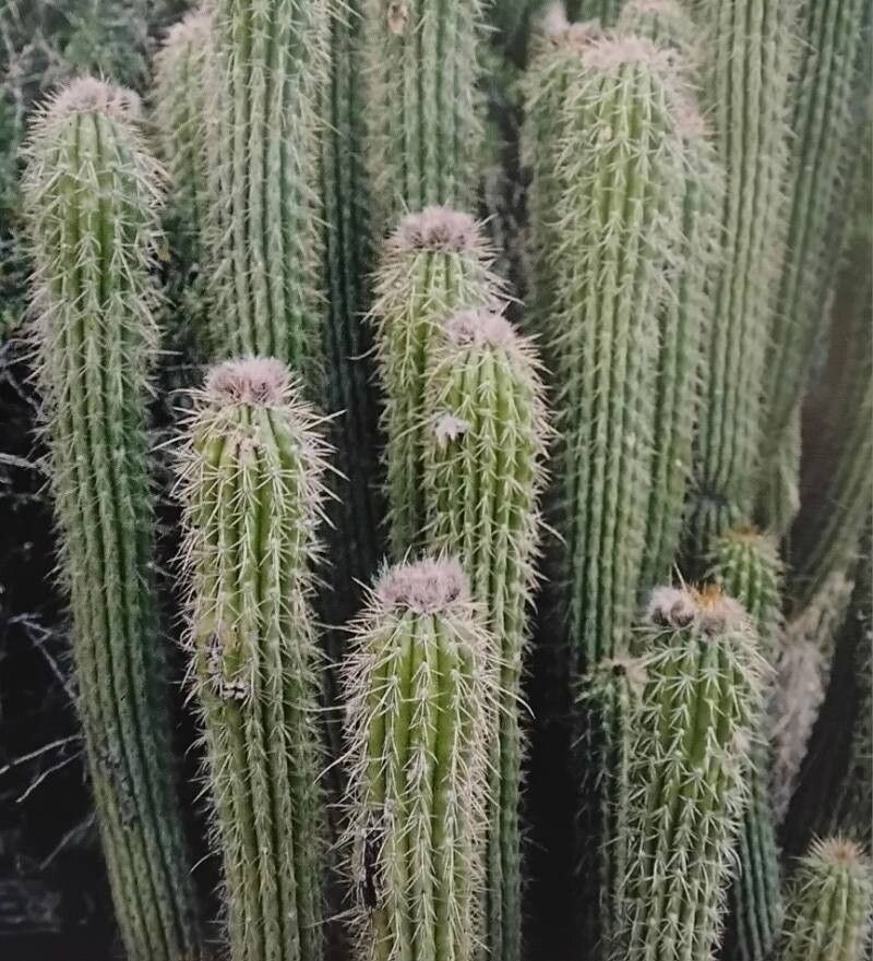 Soehrensia volliana habit