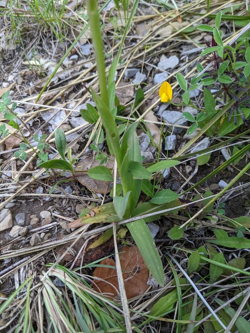 Ophrys crabronifera leaf